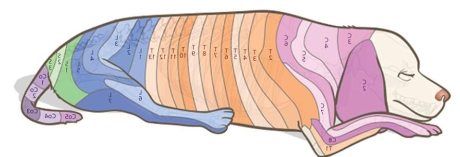 Diagram of the epidural space in a dog