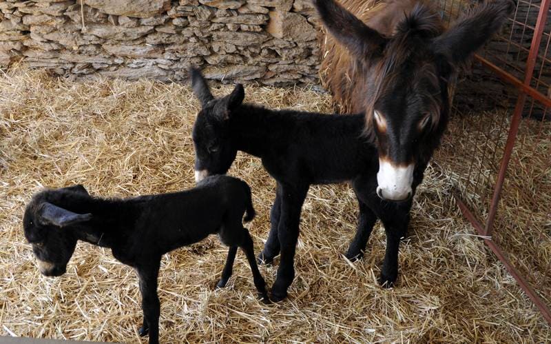 The long foal ears can be used as a good health indicator