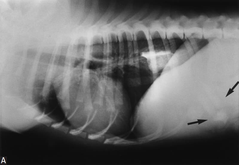 Figure 17-1A. Lateral survey thoracic radiograph from a 7 month old male West Highland white terrier
