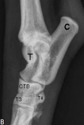 Figure 62-18. mediolateral B. radiographs of a normal canine tarsus