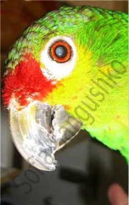 Image 6. Cataract in an Amazon (image courtesy Sofia Sangushko; used with permission).