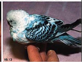 Image 14: “A mature budgerigar was presented for a swelling in the thoracic inlet area. The crop was severely distended with food, and the bird had an audible click when it inhaled. Goiter was the presumptive diagnosis, and the bird responded to iodine therapy” (image courtesy E. Hillyer).