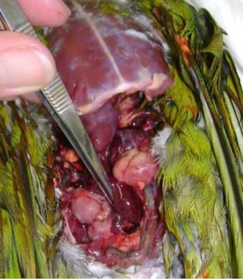 Image 25. Renal tumor on a conure (image courtesy Julie Burge; used with permission).