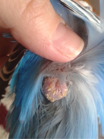 Image 33. Feather cyst on a parakeet (image courtesy Budgiopolis.word).