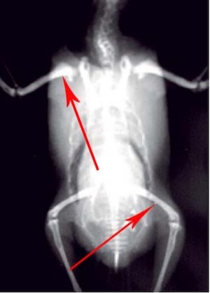 Images 49. 6-year-old male budgerigar with a Sertoli-cell tumor (tumor of the ovaries or testes). Note the soft tissue mass in the mid-coelom (main body cavity) and polyostotic hyperostosis (enlargement and thickening of the long bones). Red arrows point to long bones; black arrow to soft tissue mass (image courtesy H. Bowles)7 