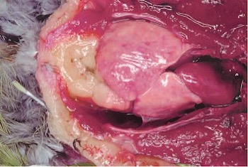 Image 82. Fatty liver in a Mexican red-headed Amazon (image courtesy Harrison and McDonald, Clinical Avian Medicine, 2006).22