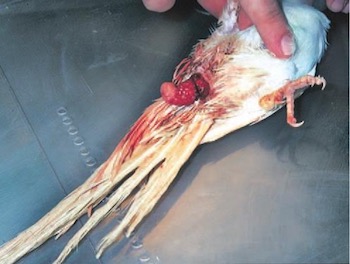 Image 93. Prolapsed uterus in a budgerigar (image courtesy Doneley)16