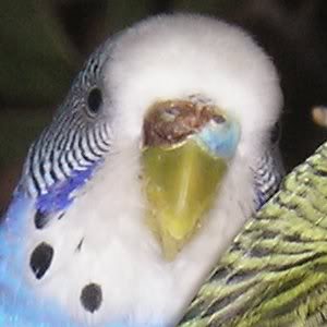 Testicular tumors are relatively common in aging parakeets