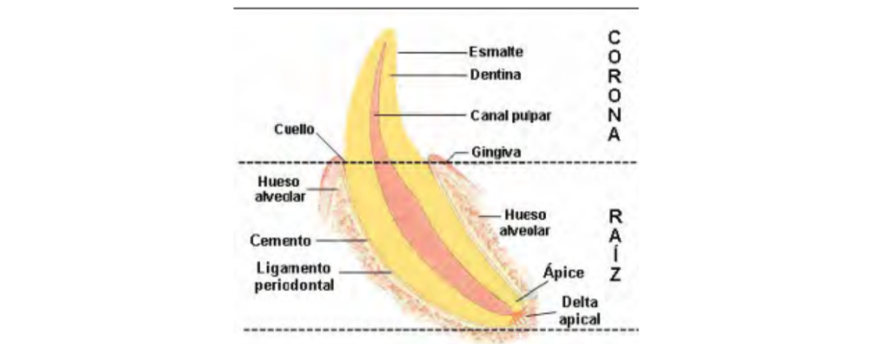 Fig. 1 Estructuras dentales