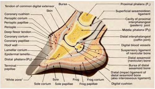 Fig 1. Schematic illustration showing the biological structures of the foot
