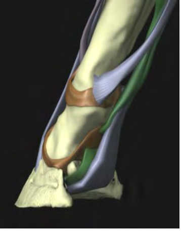 Fig. 3 shows the wide expanse of the deep digital flexor tendon