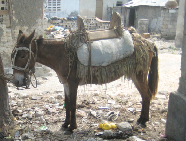 Fig. 1. A donkey rests in the rubble of an earthquake-shattered village in Haiti.