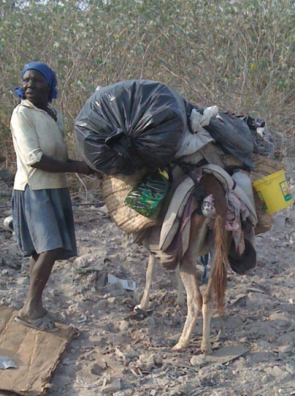 Fig. 2. This donkey carries salvaged goods for his owner in Haiti. They are both homeless.
