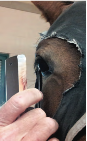 Fig. 2. Smartphone is held close to the eye of the horse similar to a direct ophthalmoscope