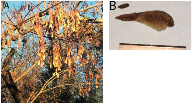 Fig. 1. A, Branches of a box elder tree (Acer negundo) laden with seeds in the late fall
