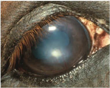 Fig. 1. The corneal surface is not shiny due to the absence of tears in this eye with KCS