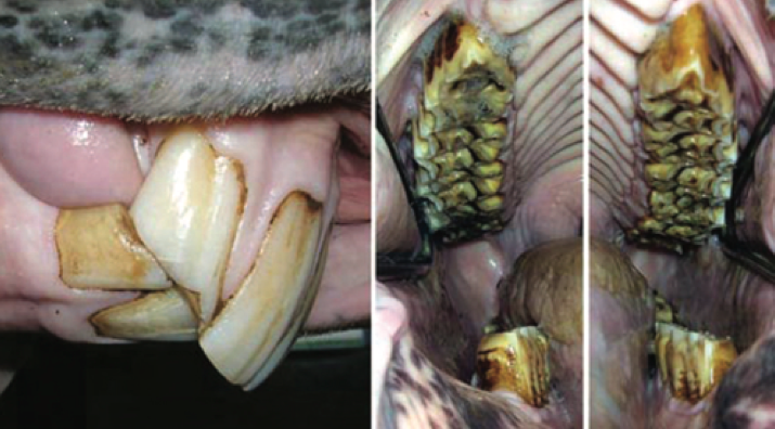 Fig. 3. Warmblood X gelding, 14-yr-old. Incisor overjet, with ramp overgrowth of 206 and 311.