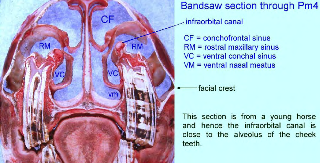 Figure 3. Bandsaw section through the rostral maxillary sinus. 