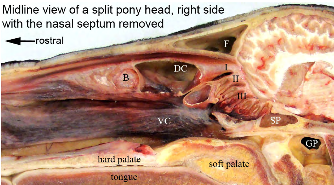 Figure 2. Split head of pony with windows cut into the dorsal concha and ethmoconcha II. I = ethmoconcha I (dorsal concha), II = ethmoconcha II (middle concha), III = ethmoconcha III, B = bulla in dorsal concha, DC = dorsal conchal sinus, F = frontal sinus, GP = guttural pouch, SP = sphenopalatine sinus, VC = ventral concha.