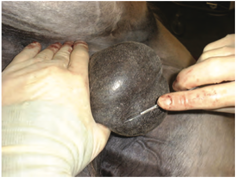 Fig. 1. Photograph demonstrating tensing the scrotal skin over the testes