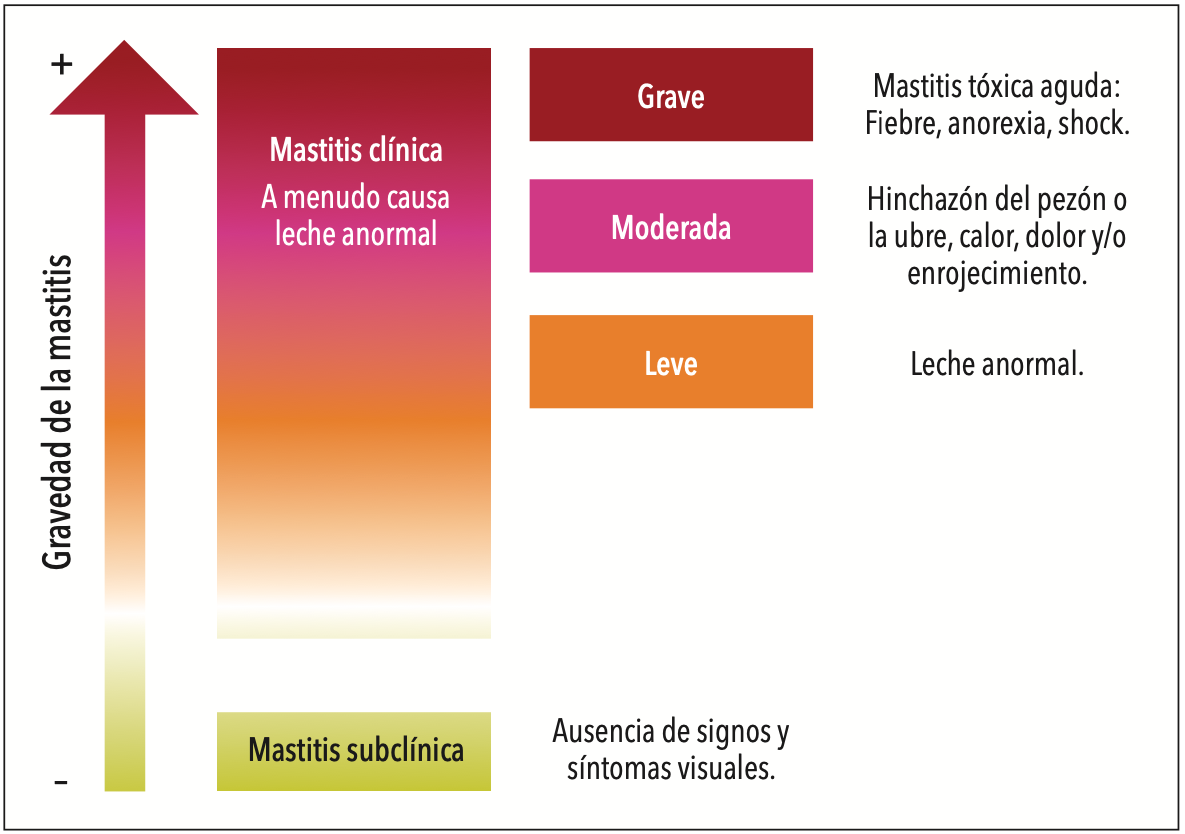 Figura 1. Gravedad de la mastitis según clasificación.