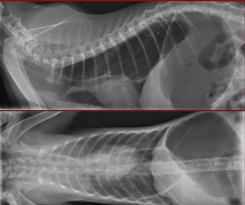 Figura 1. Vista latero-lateral (A) y ventro-dorsal (B) del tórax y abdomen craneal en la que se observa una silueta esofágica bien delimitada compatible con megaesófago y una dila- tación gástrica.