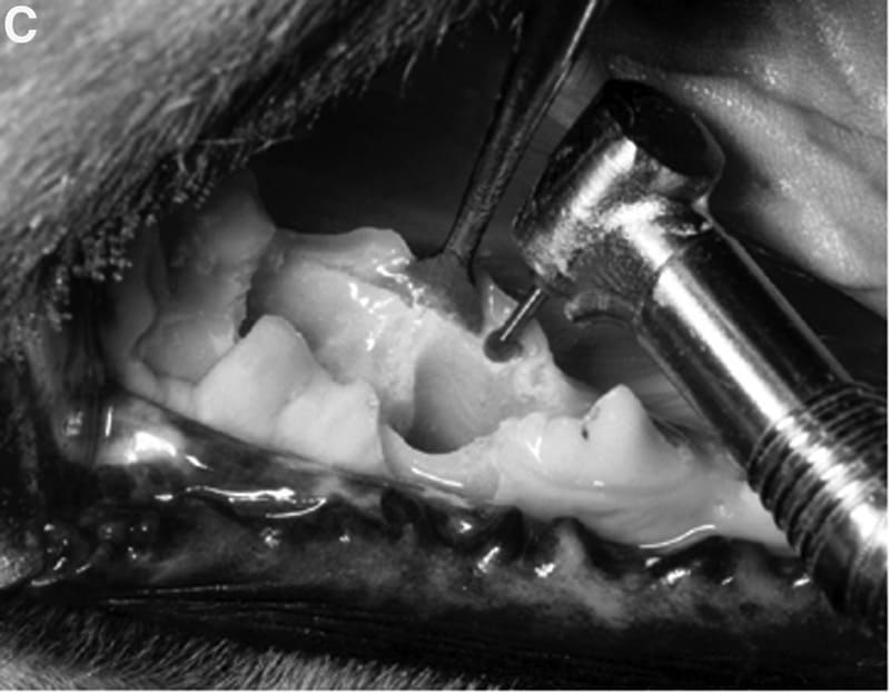 Surgical extraction of the mandibular first molar tooth in the dog. 
