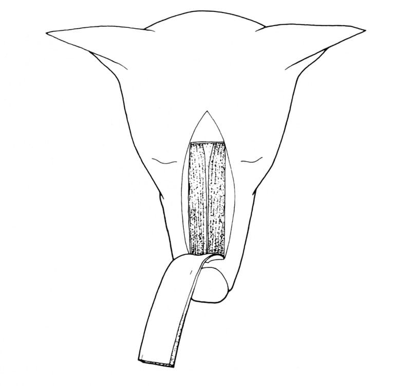 The bone flap is reflected rostrally and remains attached to the dorsal parietal cartilages.
