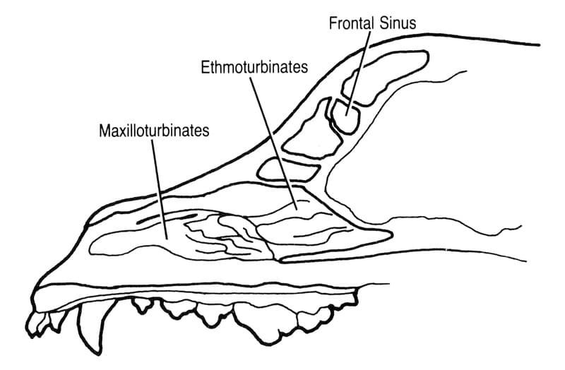 The nasal fossae are filled with maxilloturbinates in the rostral portion and ethmoturbinates in the caudal portion