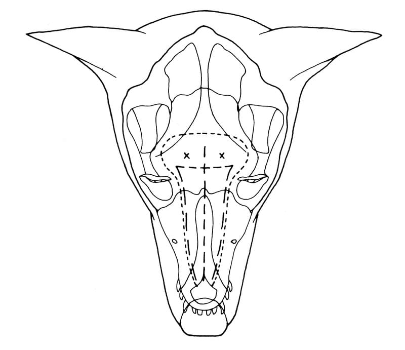 The outer dotted line outlines the approximate extent of the nasal cavity and frontal sinus