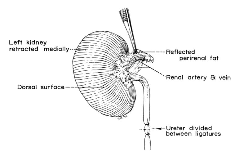 Figure 29-2. Reflection of the perirenal fat on the dorsal lateral surface of the renal hilus exposes the renal artery
