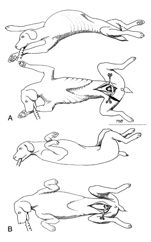 Figure 38-26A and B. Example after altering position to relieve tension on a prepubic hernia repair