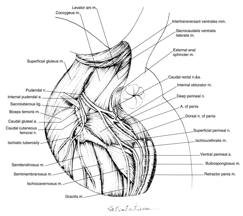 Figure 38-5. Surgical anatomy of the canine left perineum, caudal aspect