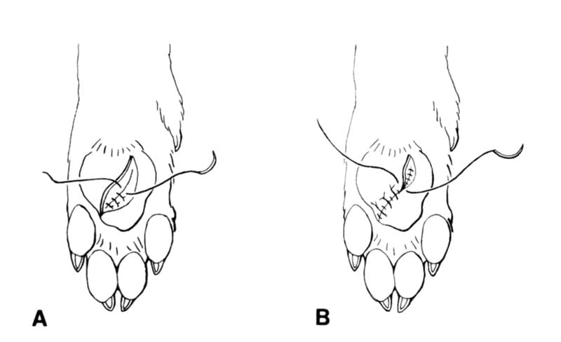 Figure 41-44. Suturing pad lacerations