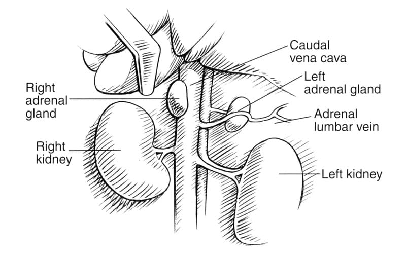 Figure 45-1. Appearance of the adrenal glands