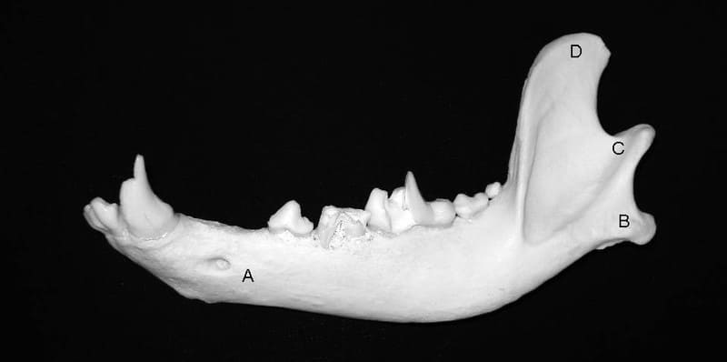 Figure 46-1. Lateral image of the canine mandible