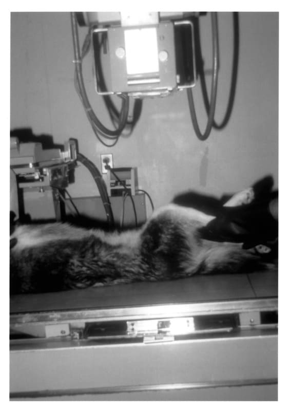 Dog in dorsal recumbency on the radiographic table with the femur positioned at the right angle to the table
