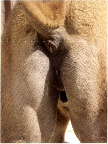 Figure 1.3: Perineal region of young Bactrian camel