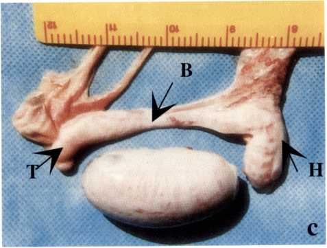 Figure 1.10 (a-c): Morphology of the epididymis in the dromedary camel