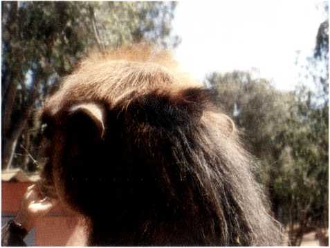 Figure 1.32: Poll glands in a Bactrian camel