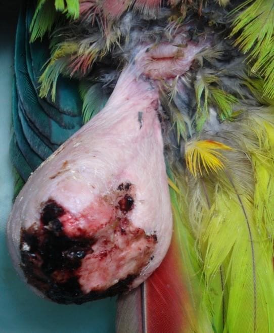 Image 2. A pedunculated (hanging from a stalk) xanthoma. This lesion is quite advanced and will require surgical removal. Hematomas have formed; it has been bleeding, and the bird will not survive very long without having it resected (image courtesy Yariana Rubio Galban; used with permission).