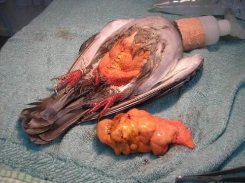 Image 5.  Racing pigeon with mesentery (area of internal organs) lipoma post-surgery (image courtesy Melbourne Pet Vet; used with permission). http://www.melbournebirdvet.com/interesting-cases.aspx