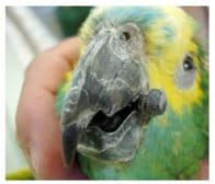 Image 18. Small, benign skin tumor occurring at the commissure of the beak. It was easily removed (image courtesy Scott McDonald:  Bad Beaks, A pictorial; used with permission) http://scottemcdonald.com/pdfs/Bad%20Beaks.pdf 