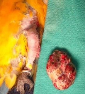 Image 20. Hemangiolipoma on the tibiotarsus after removal (image courtesy Julie Burge; used with permission).