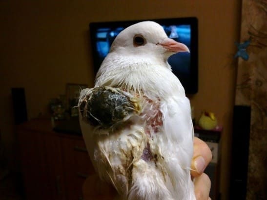 Figure 11. Osteosarcoma in a pigeon (image courtesy Sofia Sangushko; used with permission).