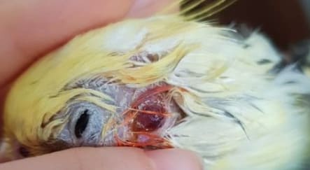 Figure 56. Lymphosarcoma in a cockatiel, metastasized to the inner ear and front chamber of both eyes (image courtesy of Sofia Sangushko; used with permission).