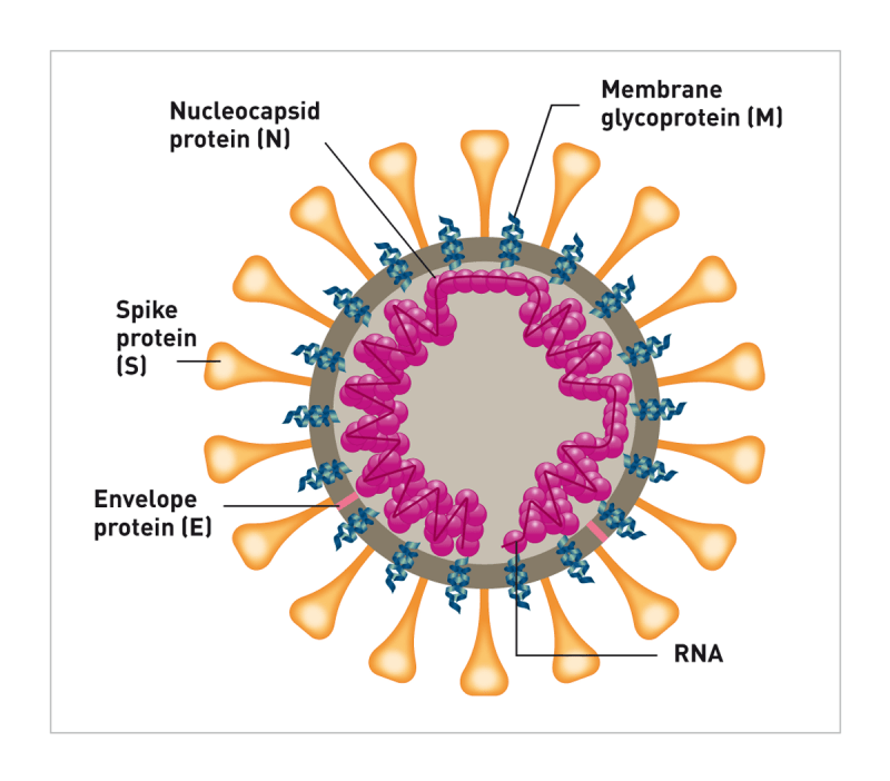 A schematic image of the FCoV viral antigen. Spike (S), membrane (M), and envelope (E) proteins are anchored in a bi-lipid membrane. S and M proteins are important in gaining entry into cells, and current research suggests point mutations in the S gene play a role in transformation from FCoV to FIPV.