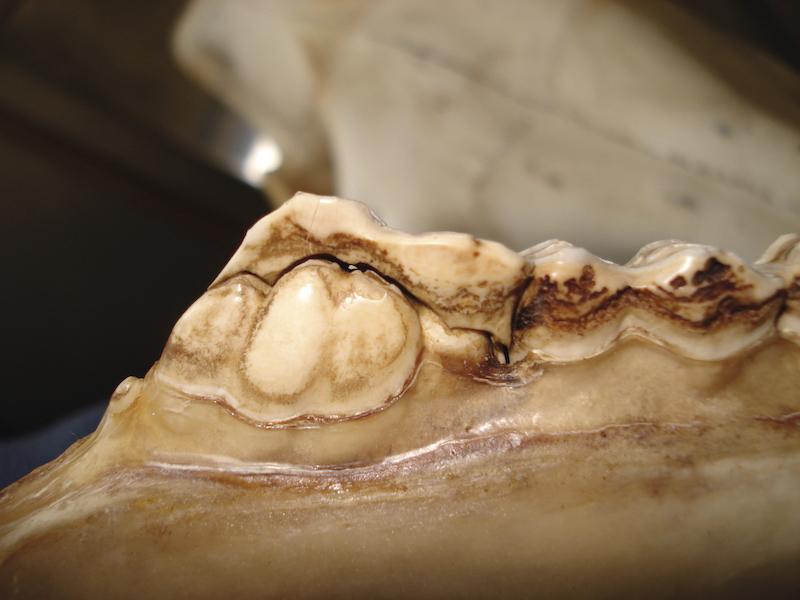 Deciduous cap (806) on top of the permanent 406 in a skull. Note the presence of a small wolf tooth rostral to the first cheek tooth.