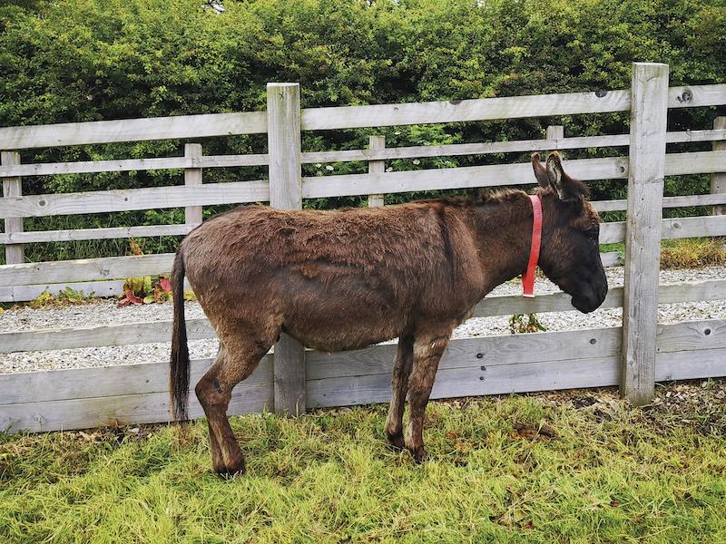 A dull donkey is a veterinary emergency.