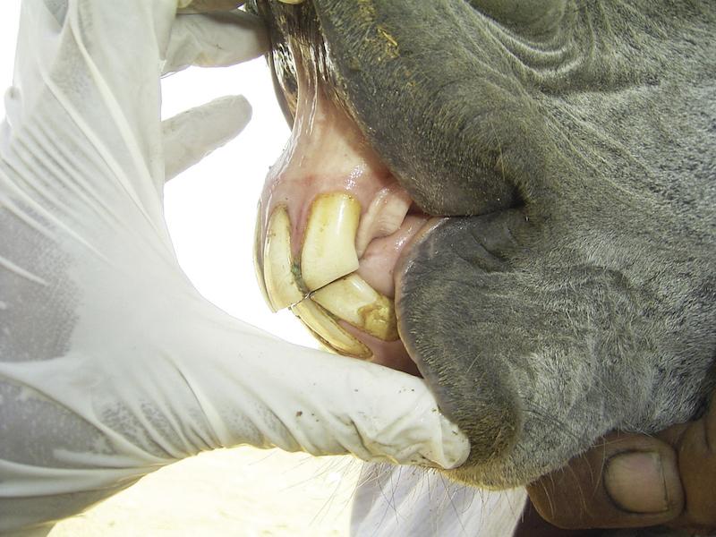 Corner incisor is taller than its width in this 18yr old donkey.